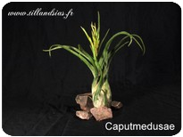 Tillandsia caput-medusae Tillandsia caput-medusae