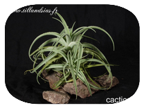 Tillandsia cacticola 