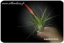 Tillandsia caulescens 