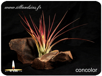 Tillandsia concolor 