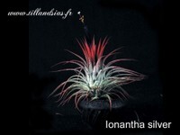 Ionantha silver.jpg