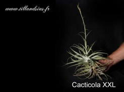 Cacticola xxl.jpg