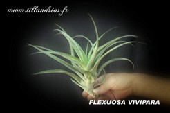 FLEXUOSA VIVIPARA.jpg