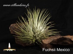 Fuchsii Mexico.jpg