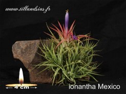 Ionantha Mexico.jpg