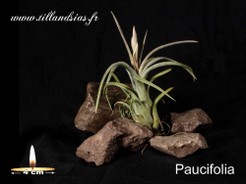 Paocifolia.jpg