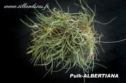 Pulk-ALBERTIANA-01.jpg