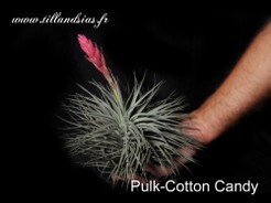 Pulk-Cotton Candy.jpg