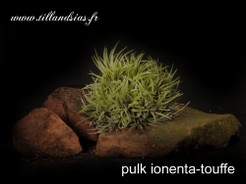Pulk Ionenta-Touffe.jpg