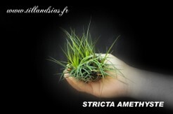 STRICTA-AMETHYSTE-01.jpg