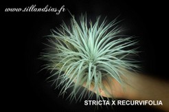 STRICTA X RECURVIFOLIA.jpg
