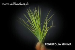 TENUIFOLIA MINIMA_2.jpg