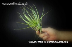 VELUTINA X CONCOLOR.jpg