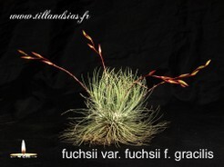 fuchsii var. fuchsii f. gracilis.jpg