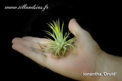 ionantha-druid.jpg