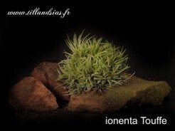 ionenta-Touffe.jpg