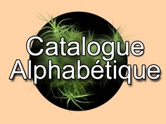 catalogue 