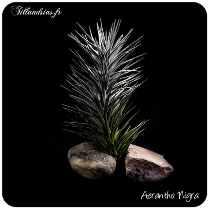 Tillandsia aeranthos ‘Miniata’