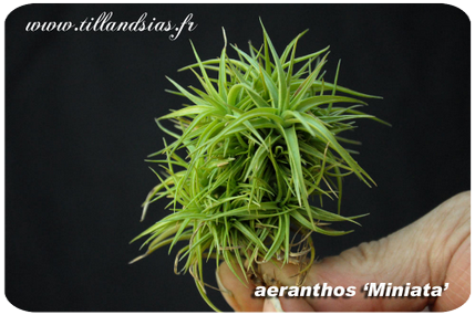 Tillandsia aeranthos ‘Miniata’