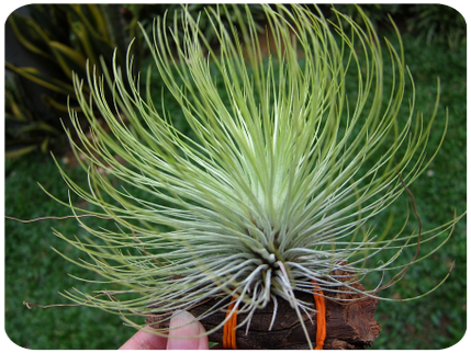 Tillandsia aeranthos