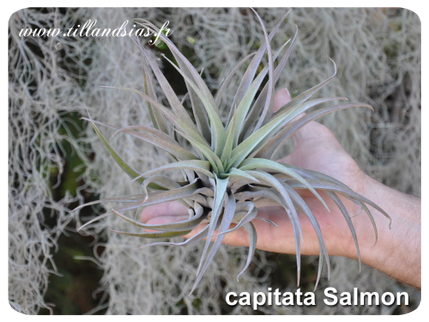 Tillandsia capitata ‘Salmon’