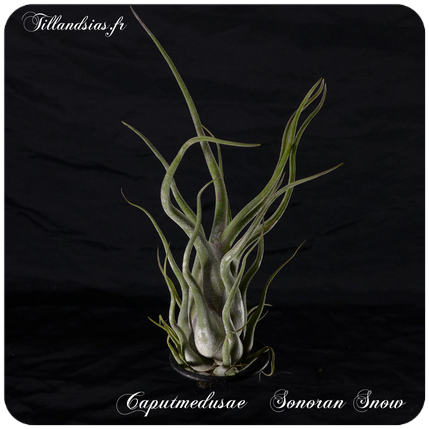 Tillandsia caput-medusae 