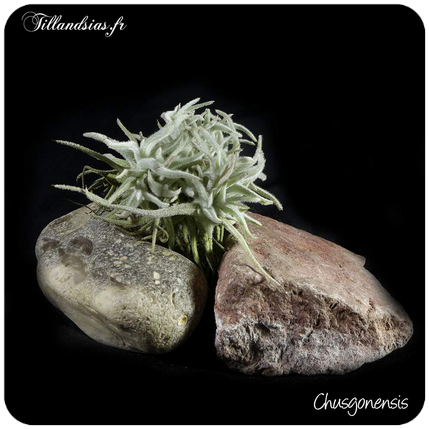 Tillandsia concolor 