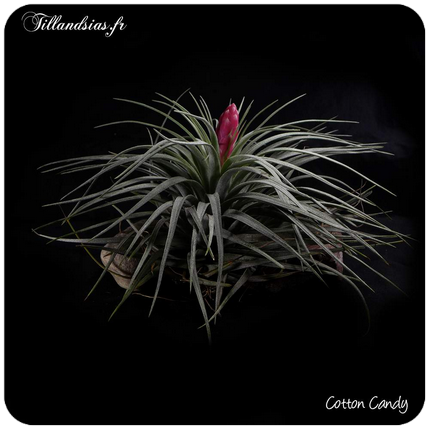 Tillandsia concolor 