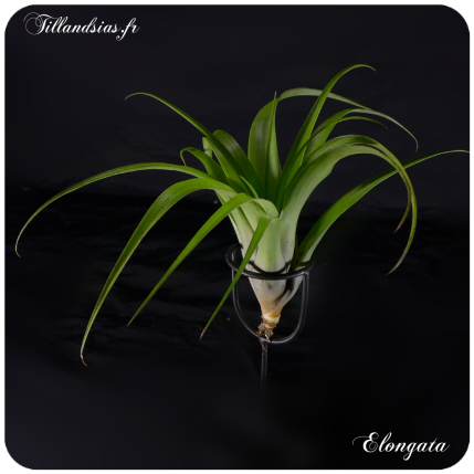 Tillandsia edithae x albertiana 