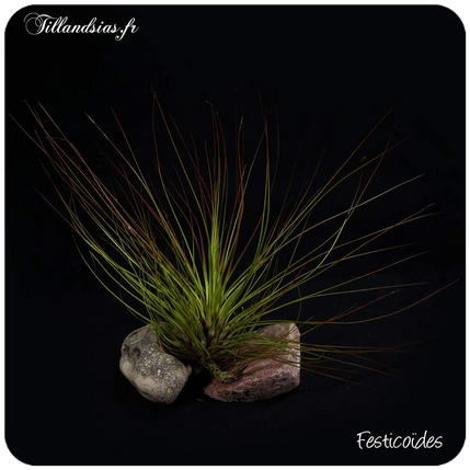 Tillandsia festucoides