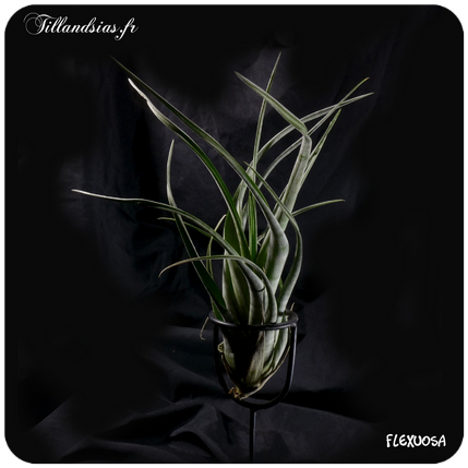 Tillandsia flexuosa 