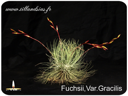 Tillandsia fuchsii var. fuchsii f. gracilis 