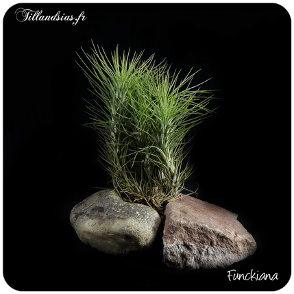 Tillandsia funckiana 