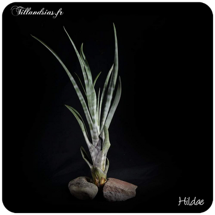 Tillandsia humilis
