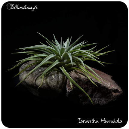 Tillandsia ionantha ‘Silver’
