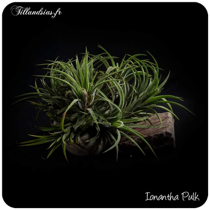 Pulk de Tillandsia ionantha 