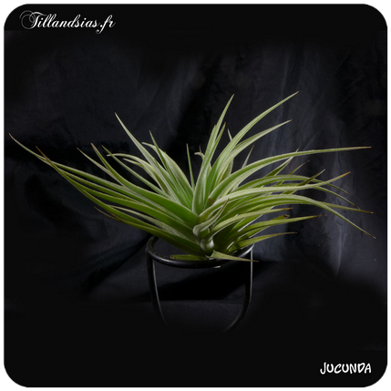 Tillandsia jucunda