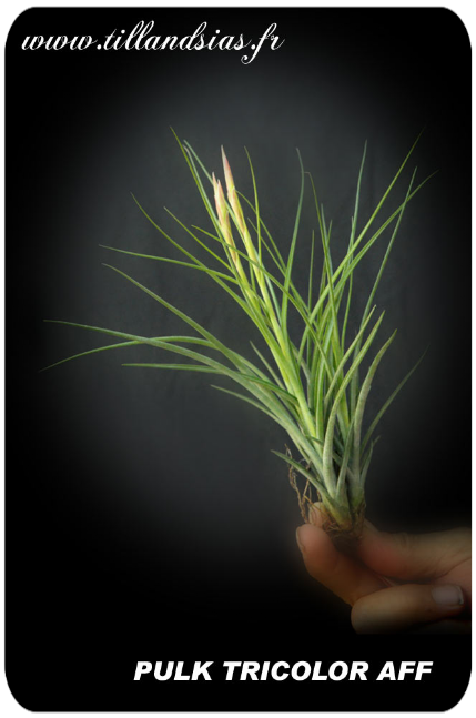 Pulk de Tillandsia tricolor aff.