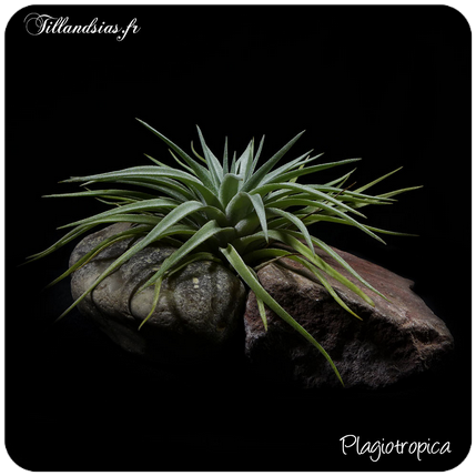 Tillandsia paucifolia 
