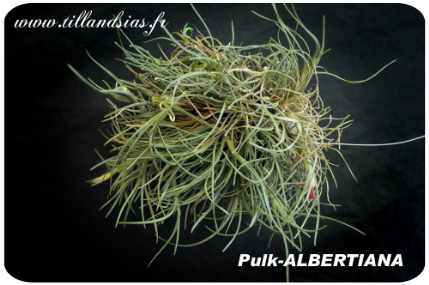 Pulk de Tillandsia albertiana