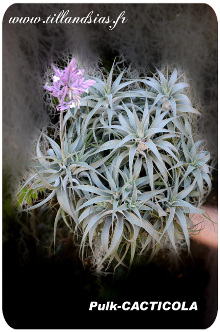 Pulk de Tillandsia cacticola