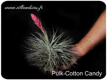 Pulk de Tillandsia ‘Cotton Candy’