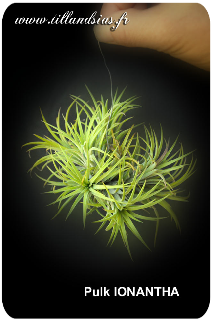 Pulk de Tillandsia ionantha 