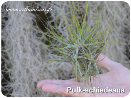 Pulk de Tillandsia schiedeana 