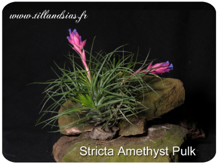 Pulk de Tillandsia stricta ‘Amethyst’