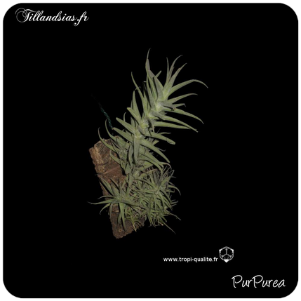 Tillandsia Pururea