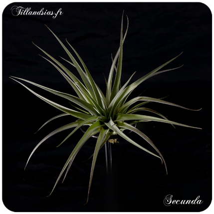 Tillandsia reichenbachii 