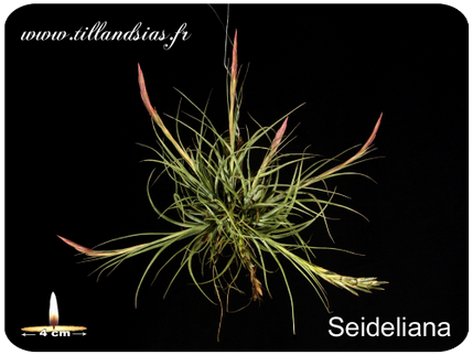 Tillandsia seideliana 