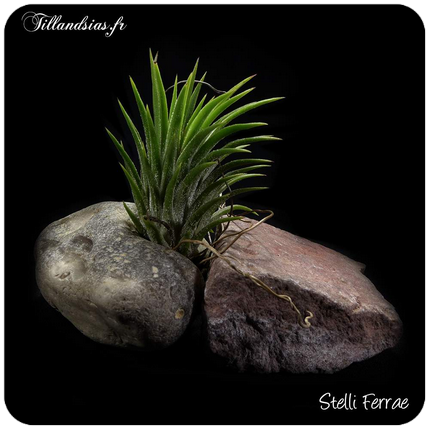 Tillandsia seideliana 
