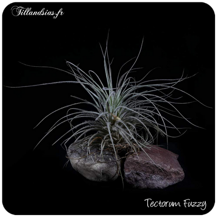 Tillandsia tectorum  